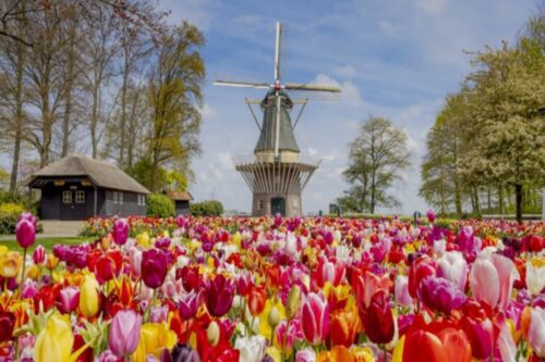 Keukenhof Taxi